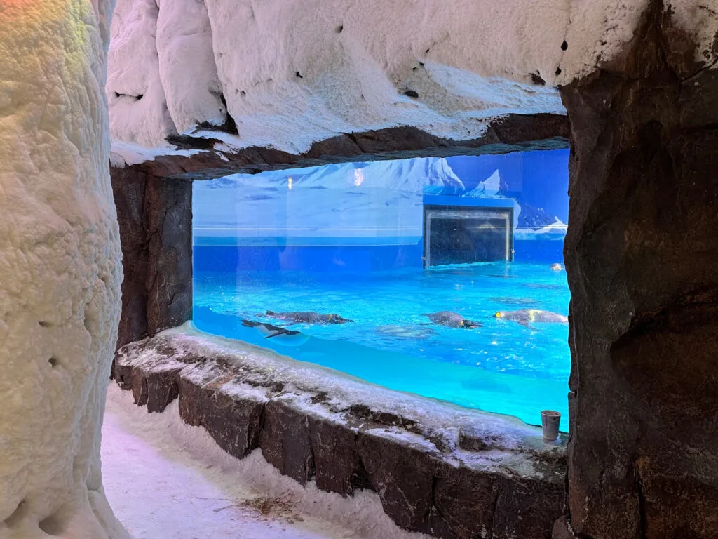 A window for viewing penguins in their enclosure. They are swimming in a pool