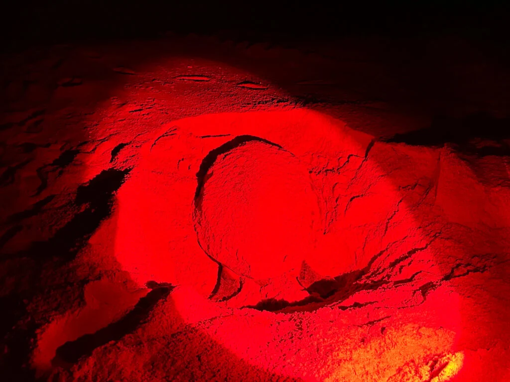 A Green Turtle buries its ages on the Ras Al Jinz beach. The turtle is illuminated by a red torch light