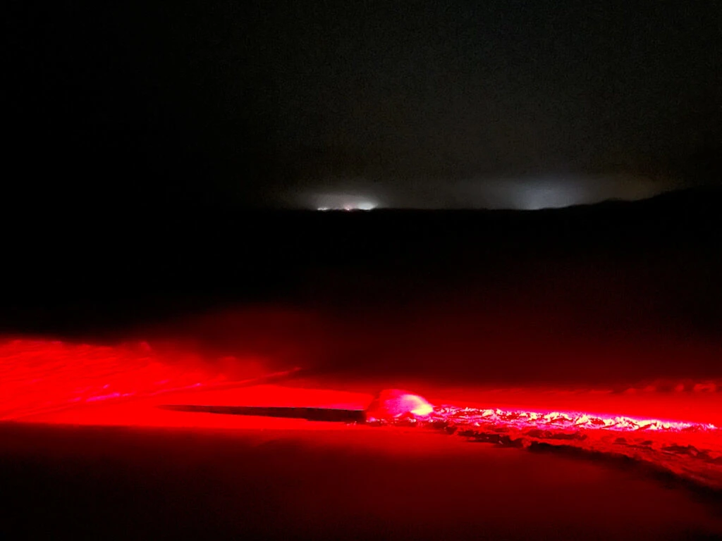 A Green Turtle returns to the sea on the beach at Ras Al Jinz. It is illuminated by a red torch light