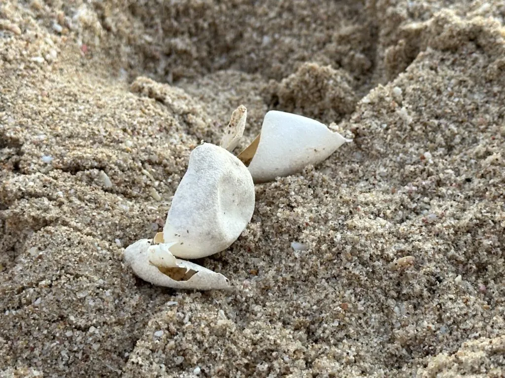 Broken turtle egg shells in the sand