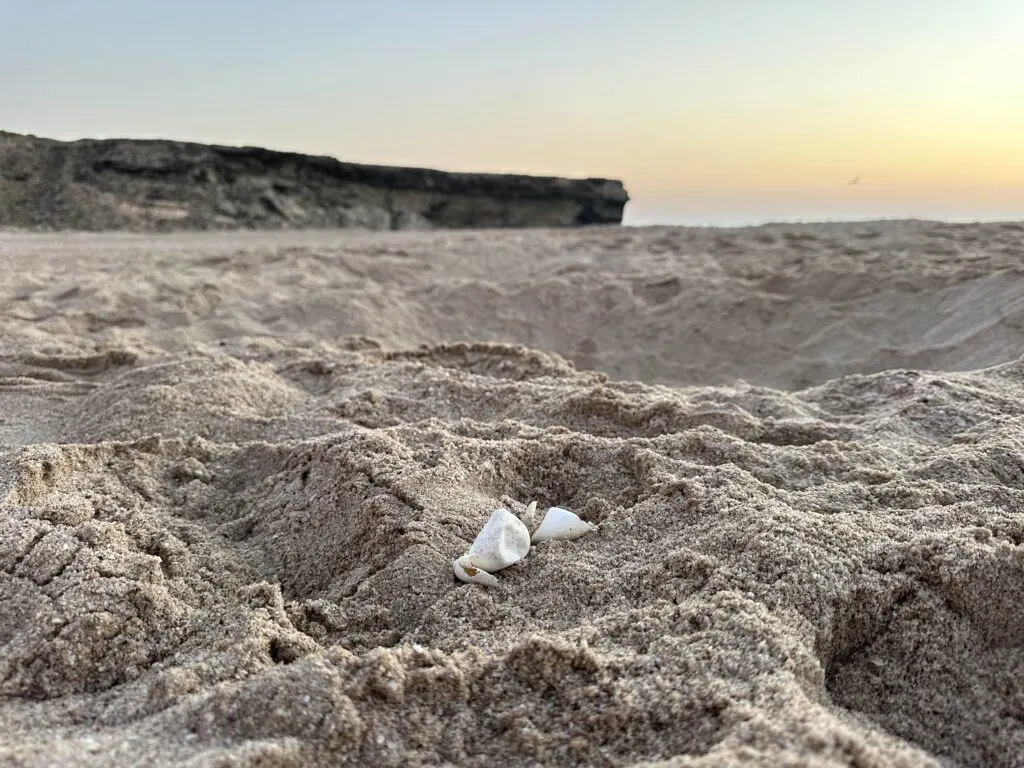Broken turtle eggs on the beach at Ras Al Jinz