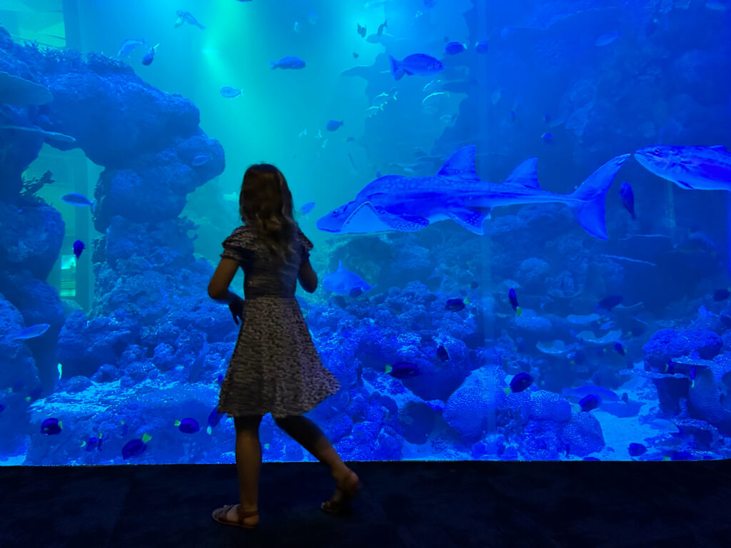 Our daughter stood in by a tank at Oman Aquarium with a large shark swimming in front of her