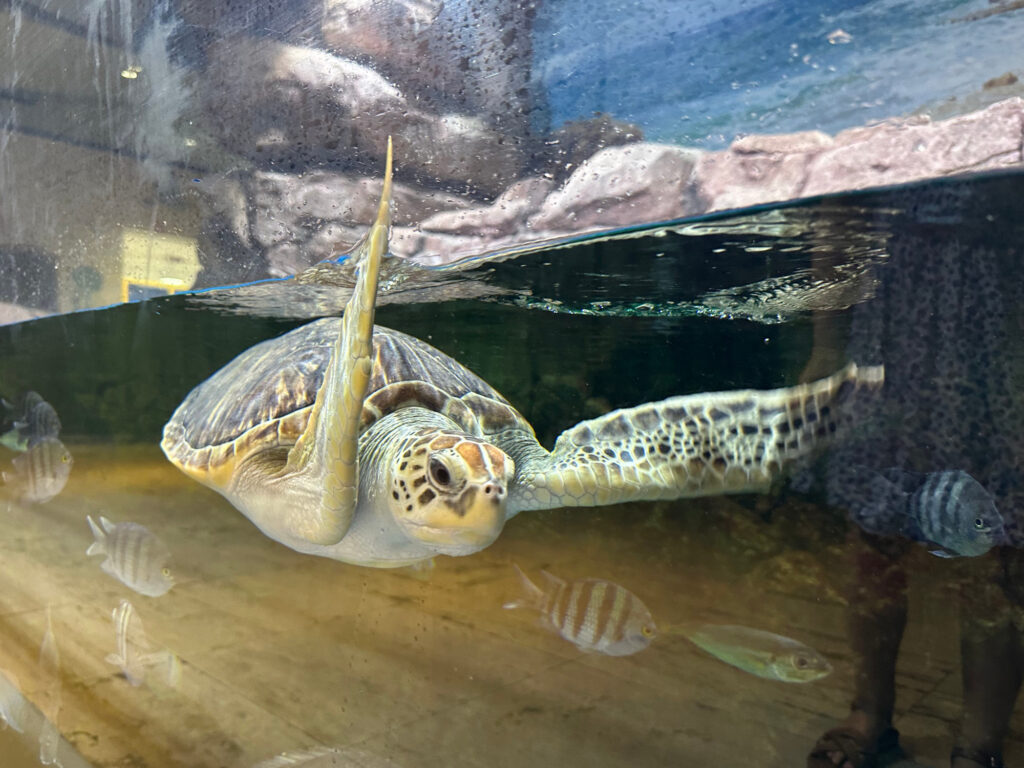 A turtle swimming in a tank at Oman Aquarium
