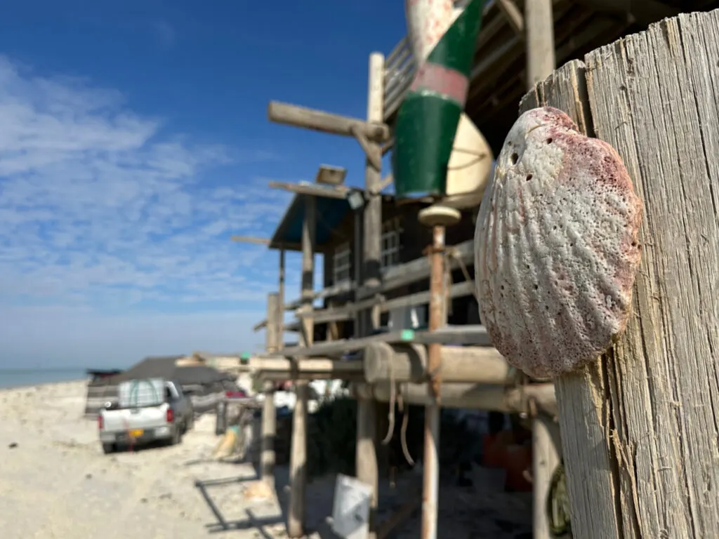 Shell nailed to the beams of Whales Head Camp as a decoration