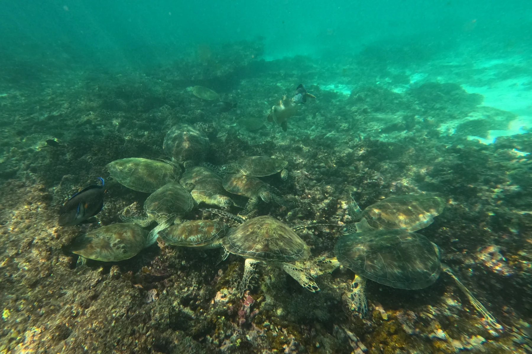 A groups of 14 turtles feeding on the coral in the Turtle City area of the islands
