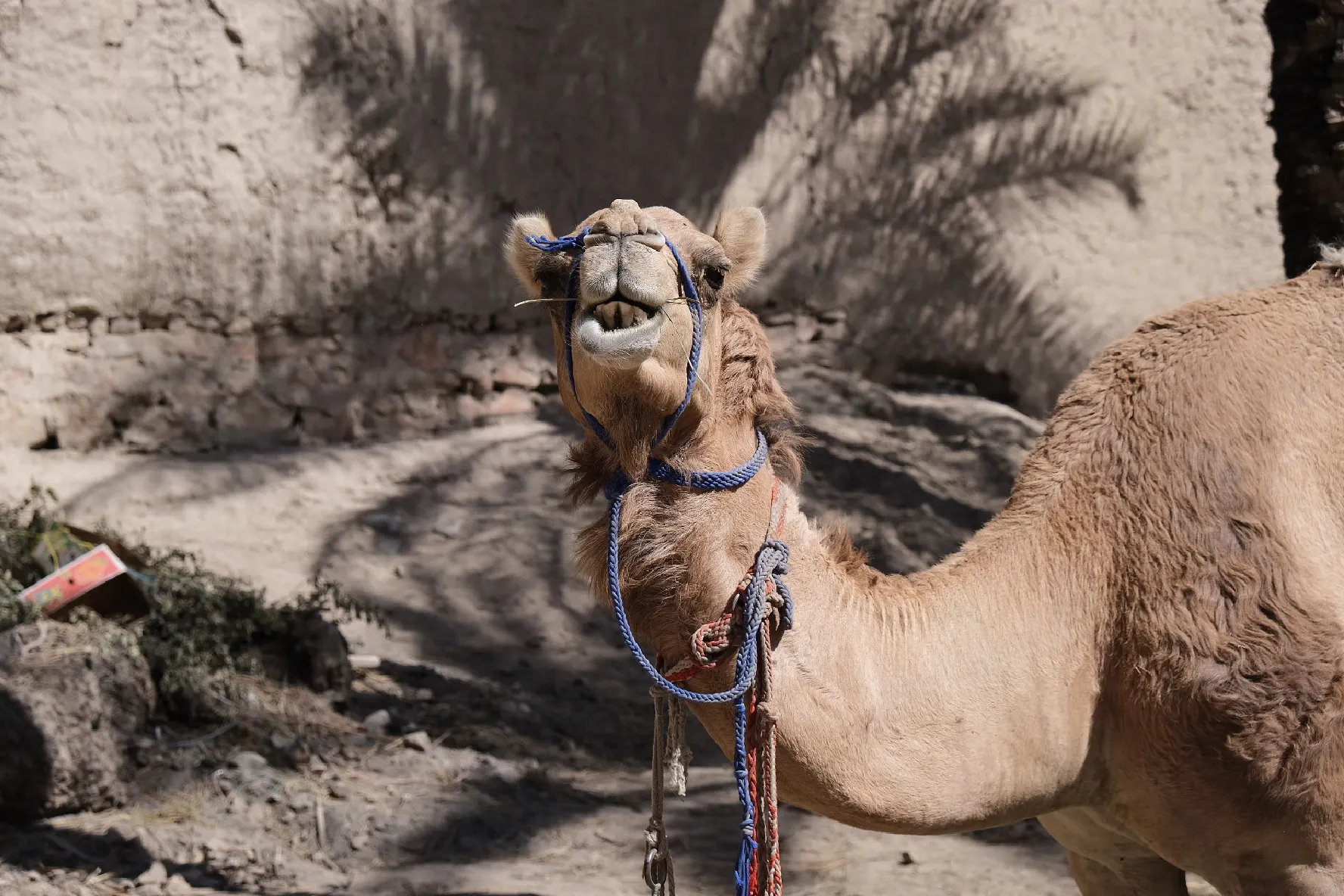 A camel in the gardens of Nizwa Fort