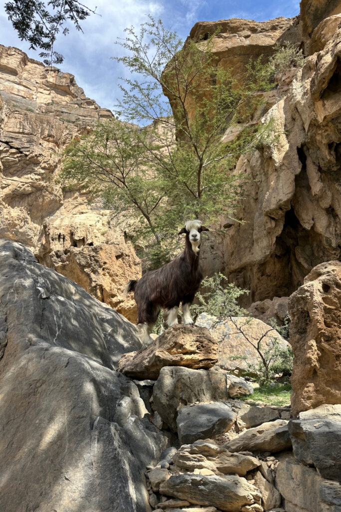 A mountain goat we found on the abandoned village of As Sab at the end of the walk