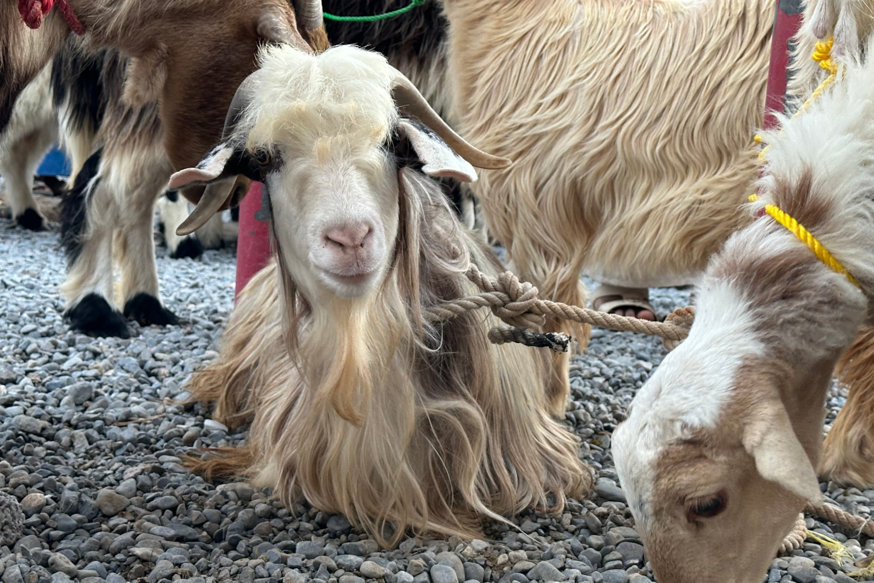 A brown and white goat is plated down on a shingle floor in the goat market. It is tied to a railing