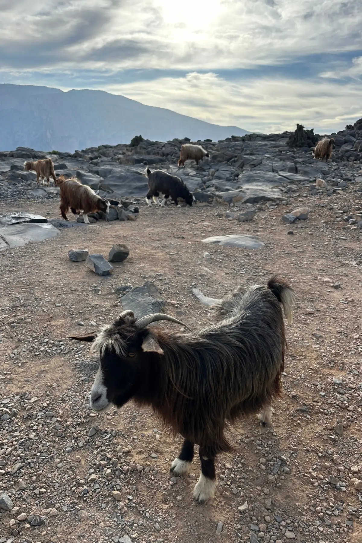 Goats looking for food near out camp on Jebel Shams