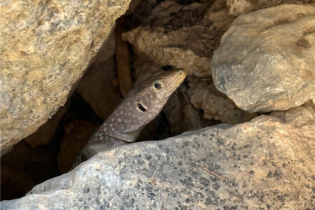 A lizard hiding in the rocks at As Sab village