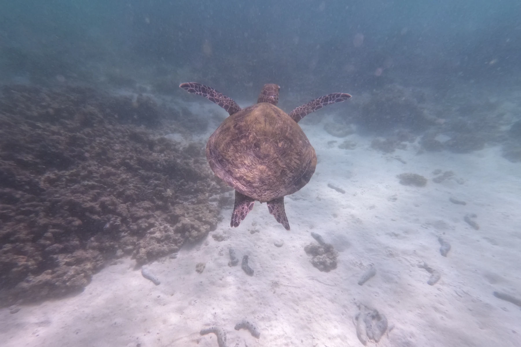 A turtle swims away from the camera. The water around it is full of plankton making visibility difficult.