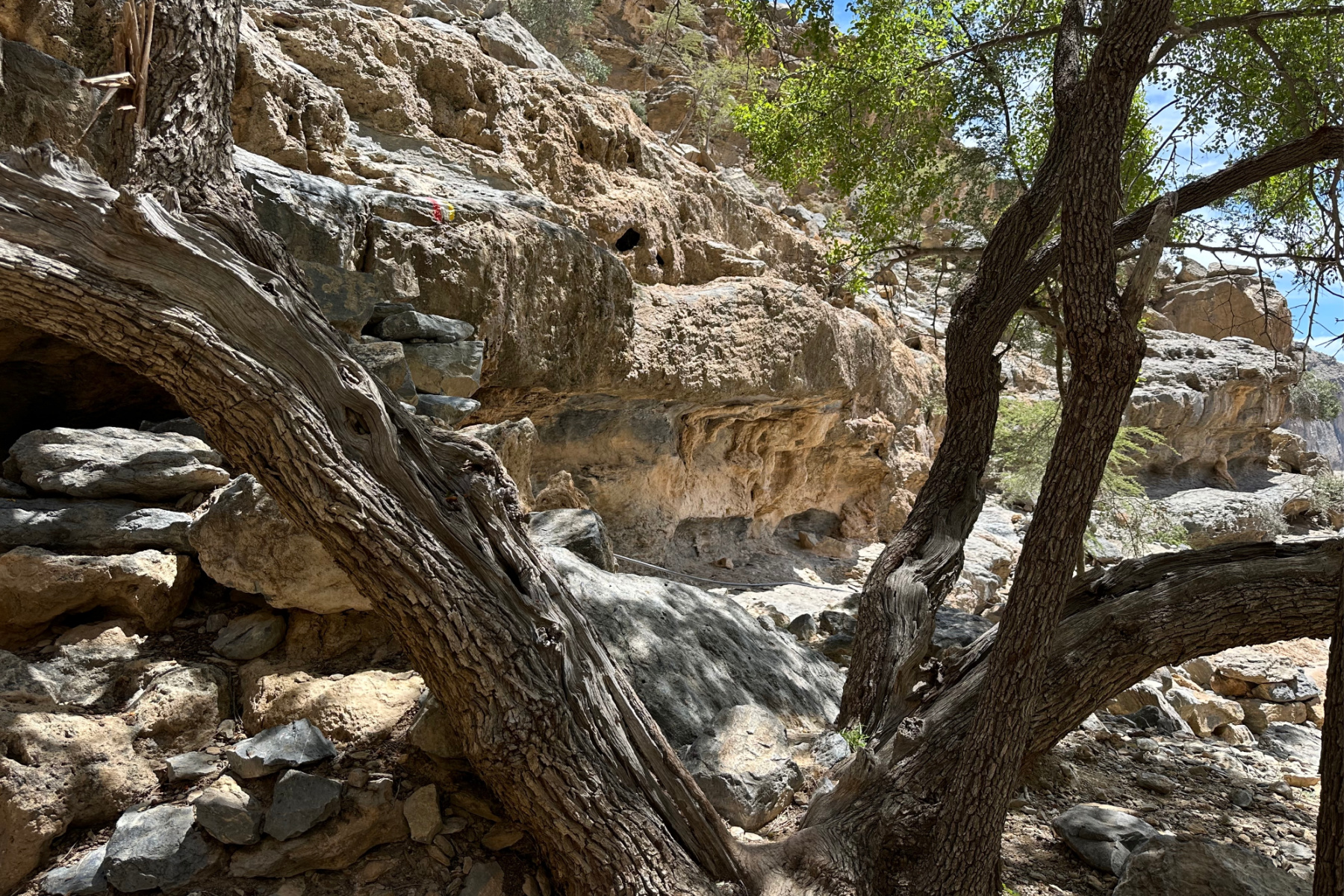 The path to the hidden pool goes through the branches of a low tree