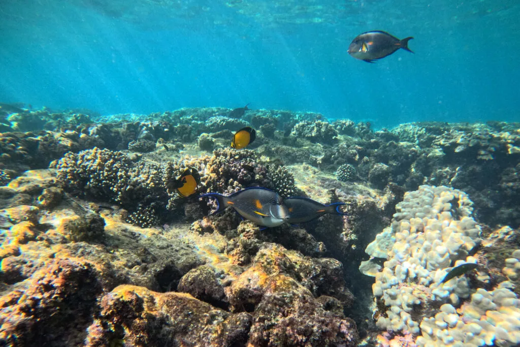 Blue and yellow Surgeon fish and black and yellow Arabian Butterly fish swim above the coral