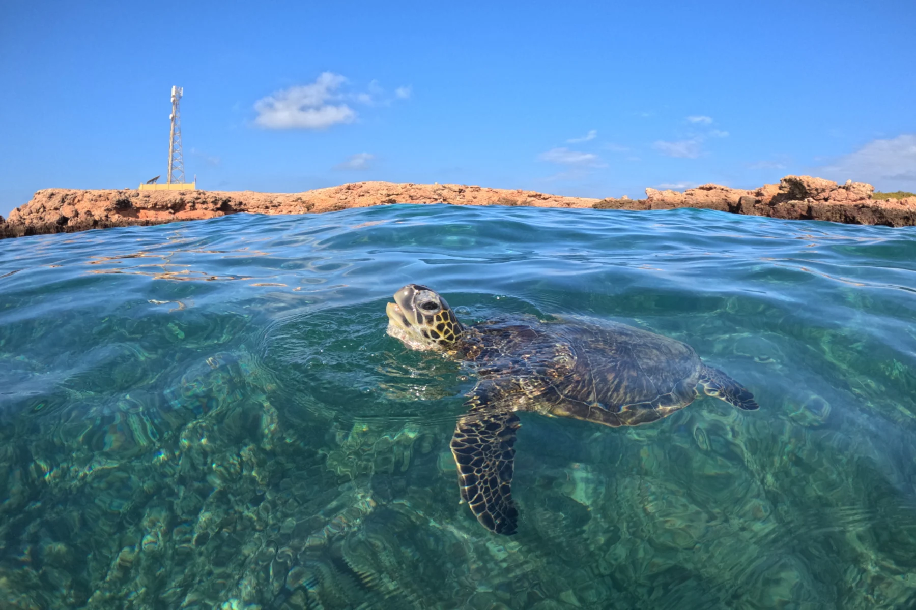 A turtles comes to the surface to breathe. The Daymaniat Islands are in the background