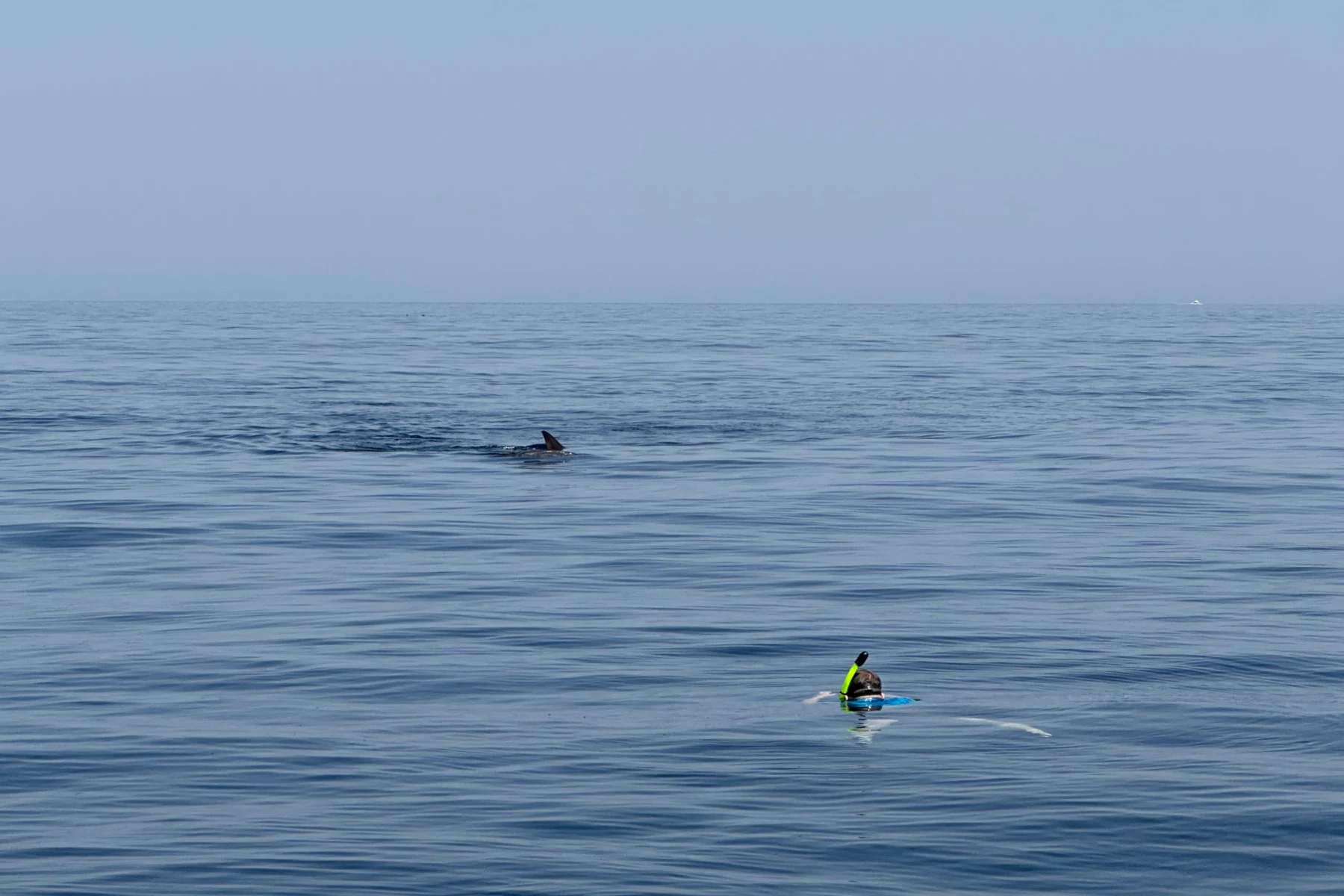 My husband in the sea. Beyond him the dorsal fin of a whale shark can be seen gliding through the water