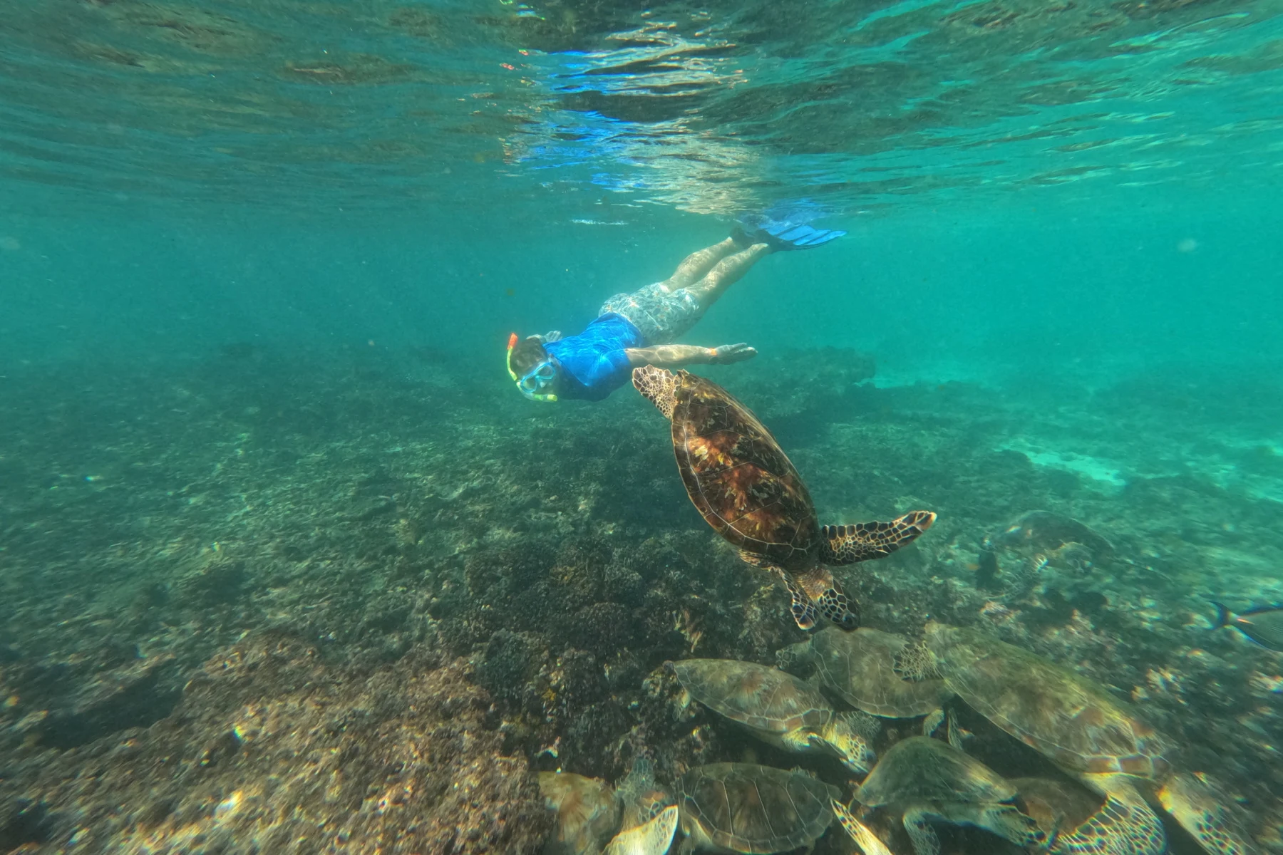 My husband diving down to watch a group of feeding turtles at the Daymaniat Islands