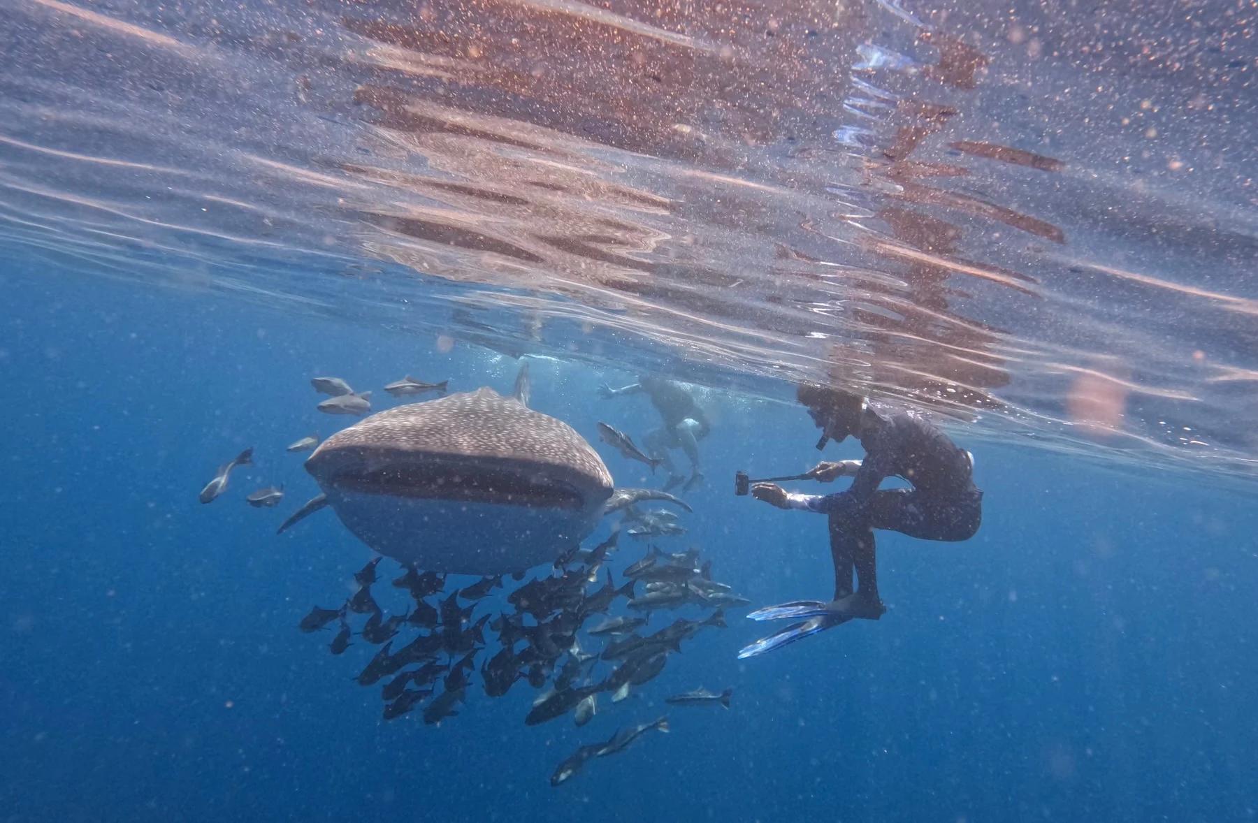 Captain Fahad takes a video of a whale shark as it swims past him