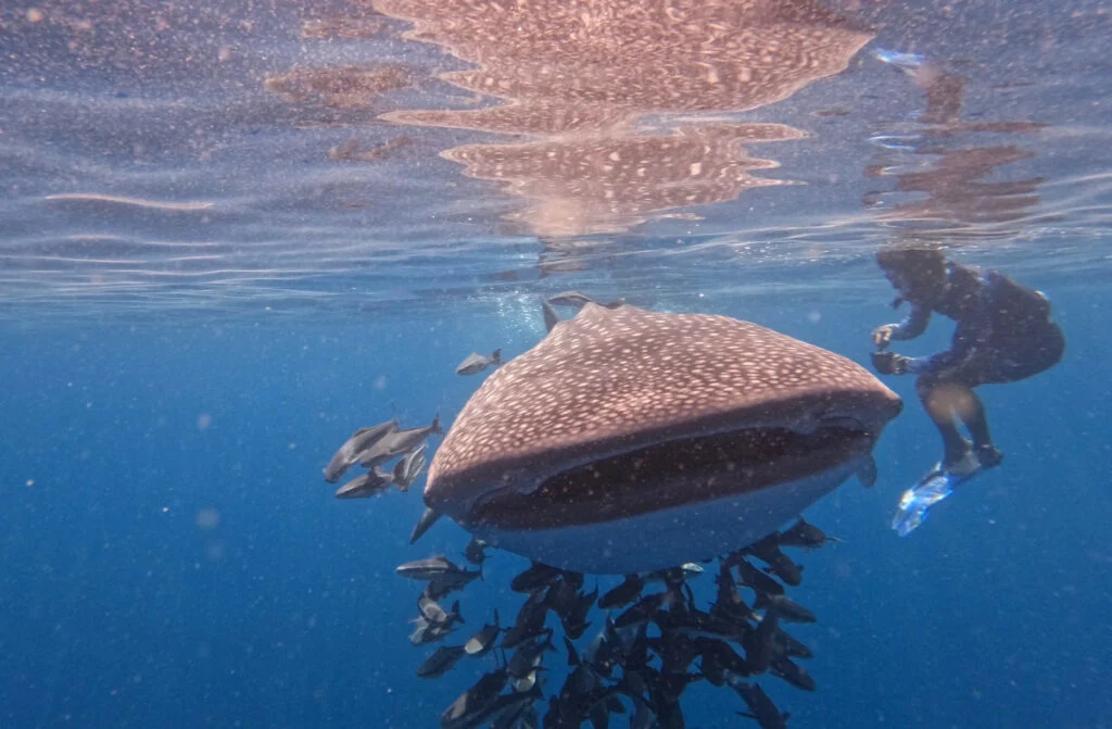 The whale shark is coming directly towards me. There is a shoal of remora fish under its belly