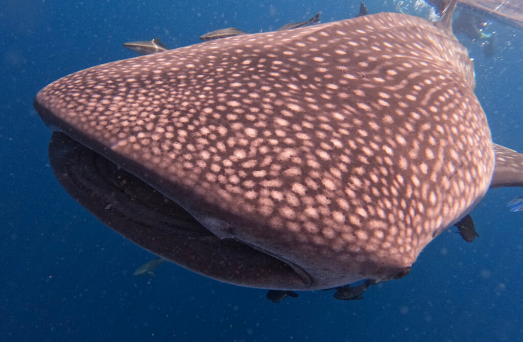 The whale shark's heard is directly below me. The spotty pattern on its back is very clear