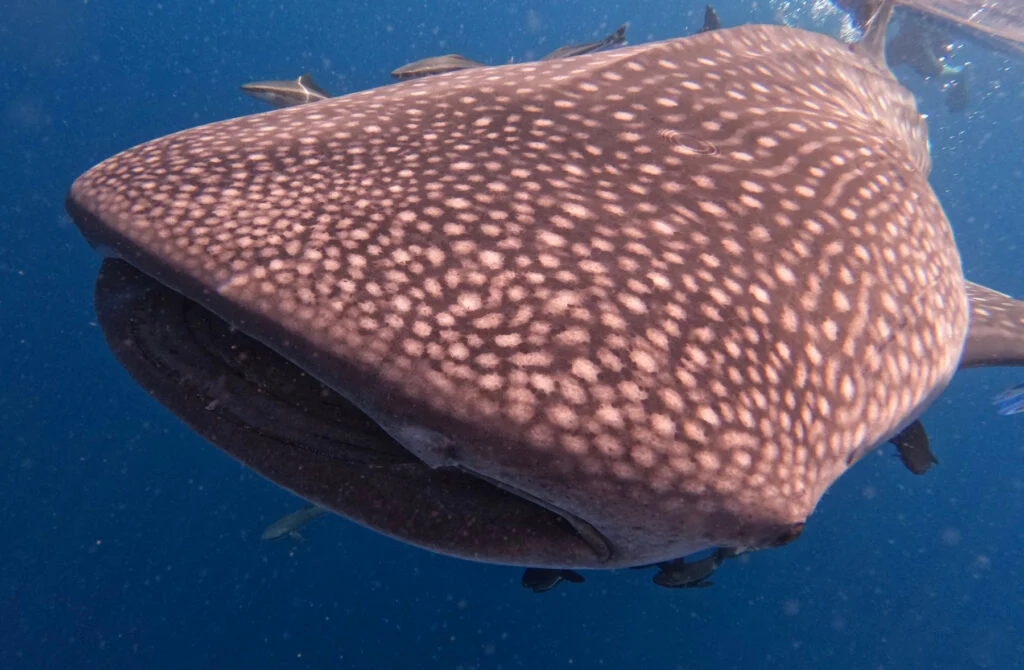 The whale shark's heard is directly below me. The spotty pattern on its back is very clear