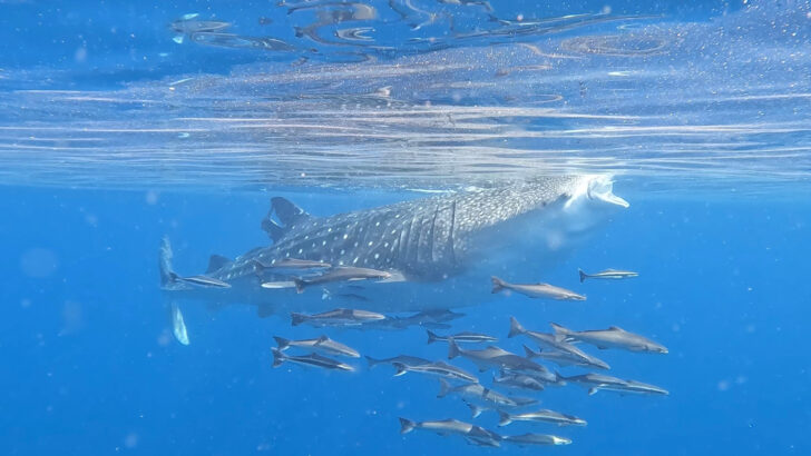 Swimming with whale sharks in Oman
