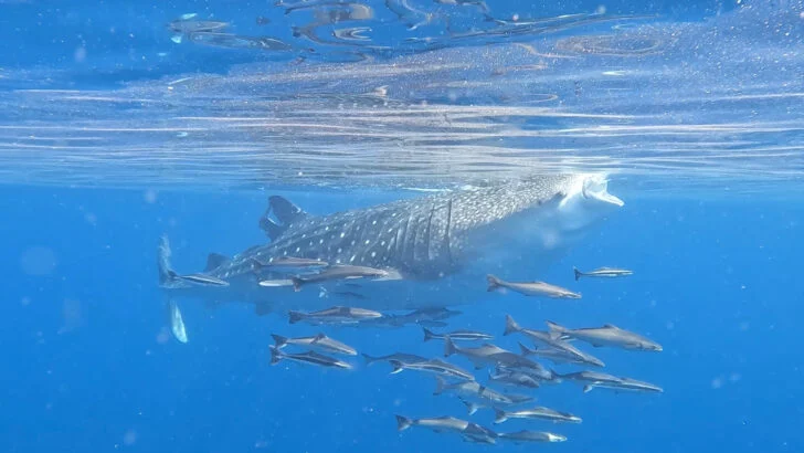 Swimming with whale sharks in Oman