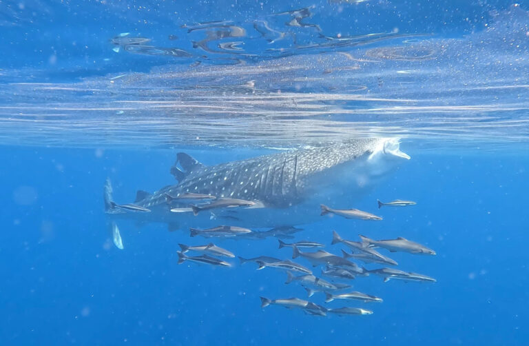 A Whale shark swimming through the ocean with its mouth open