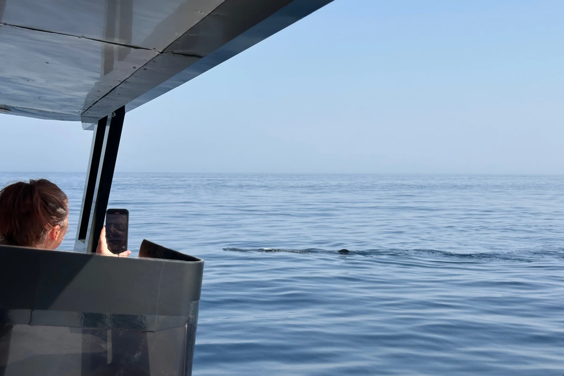 The dorsal fin of a whale shark can just be seen gliding along the surface of the water as we take photos from the boat