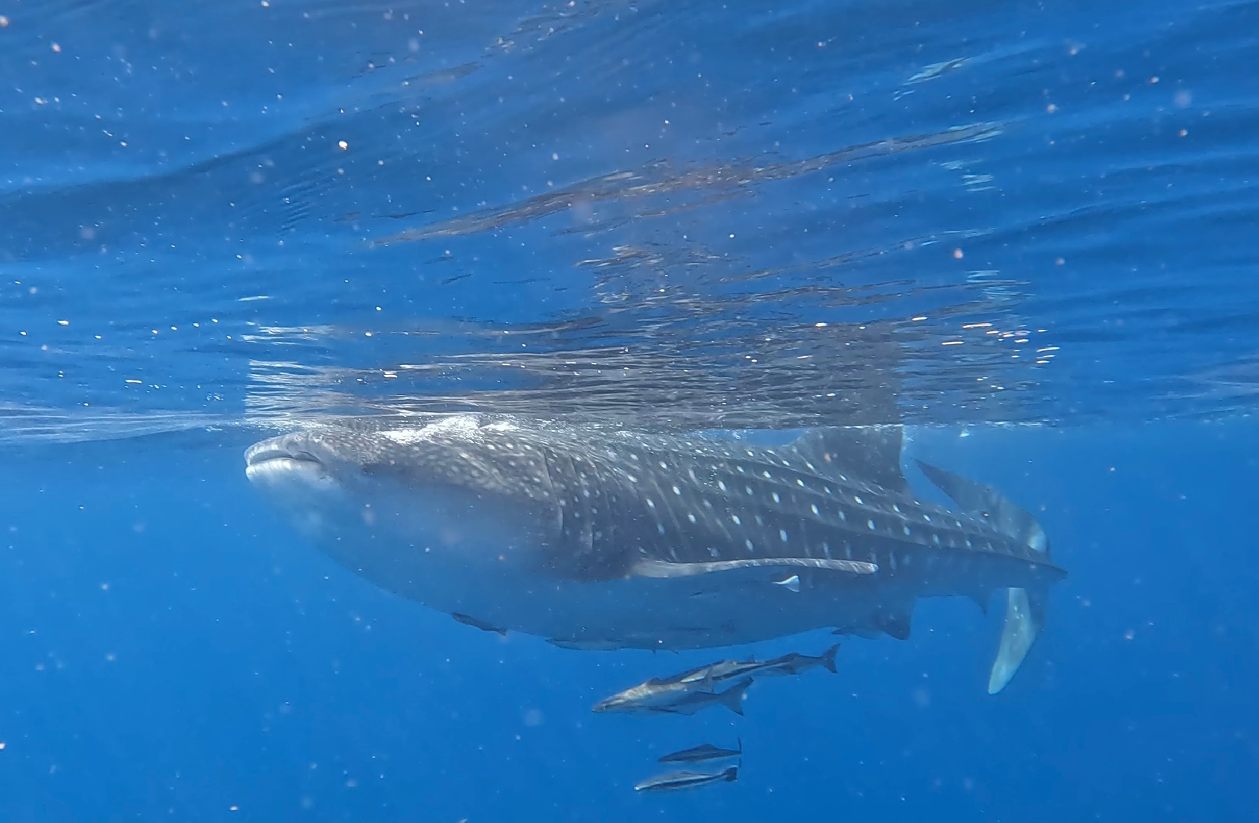 A whale shark swims through the blue waters of the Arabian Sea off Oman