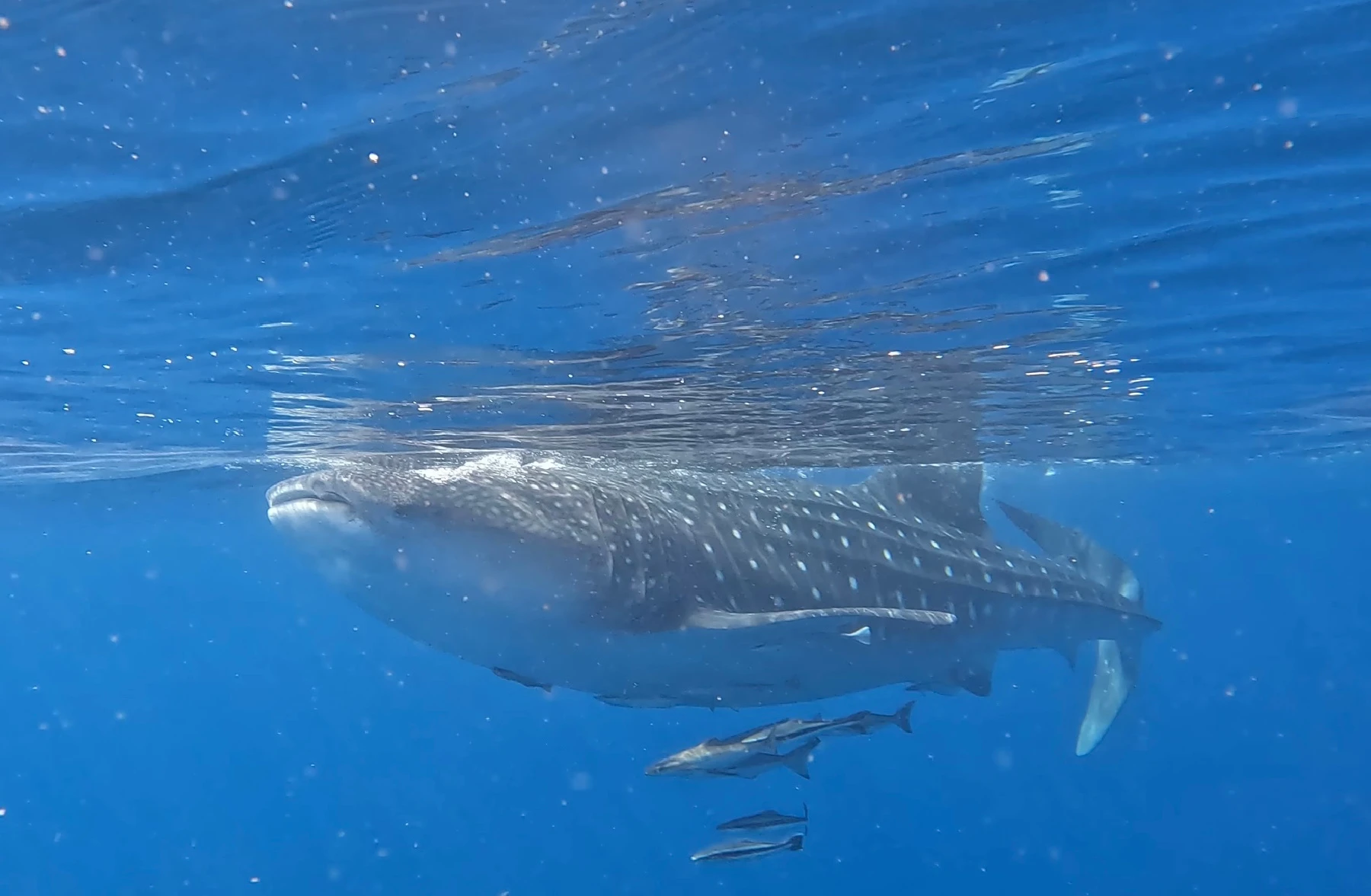 A whale shark swims through the blue waters of the Arabian Sea off Oman