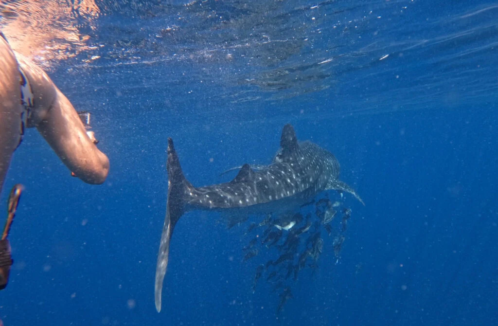 The whale shark swims away from me. My friend is videoing it on the left side