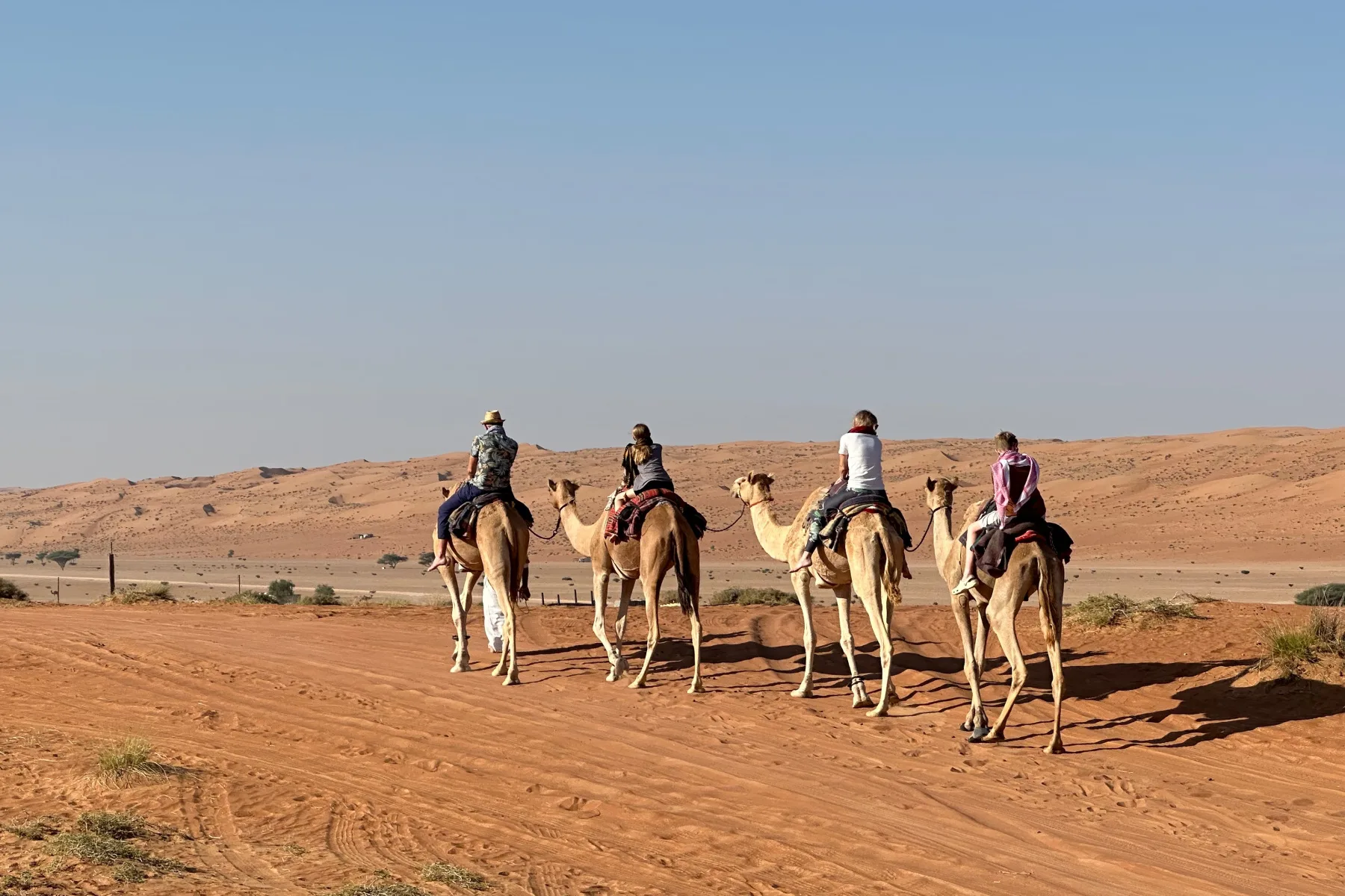 Four camels walking away in a train. They are being ridden by our friends