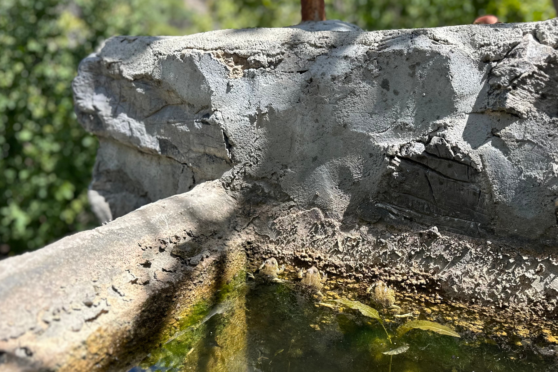 Three frogs rest in a irrigation channel at Wadi Bani Habib