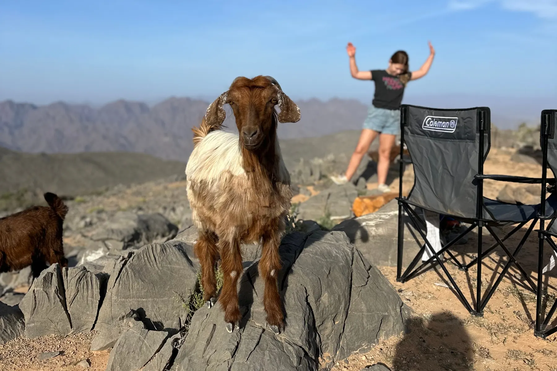 A goat stand on a rock in out camp. My daughter is dancing in the background