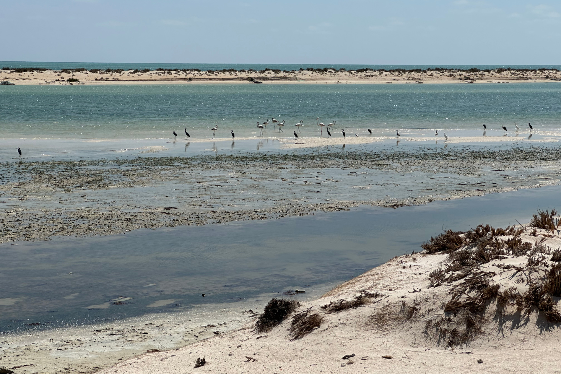 A flock of flamingos can be seen wading in a lagoon at Al Jazer on the Arabian Sea