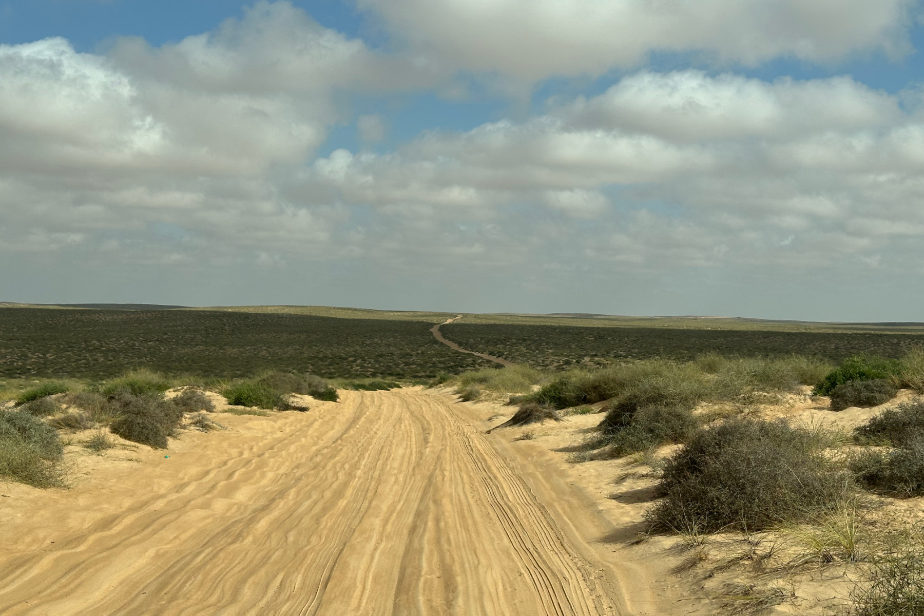 The Bedouin road stretching out in front of our car. There are scrubby plants on either side of the sand track.