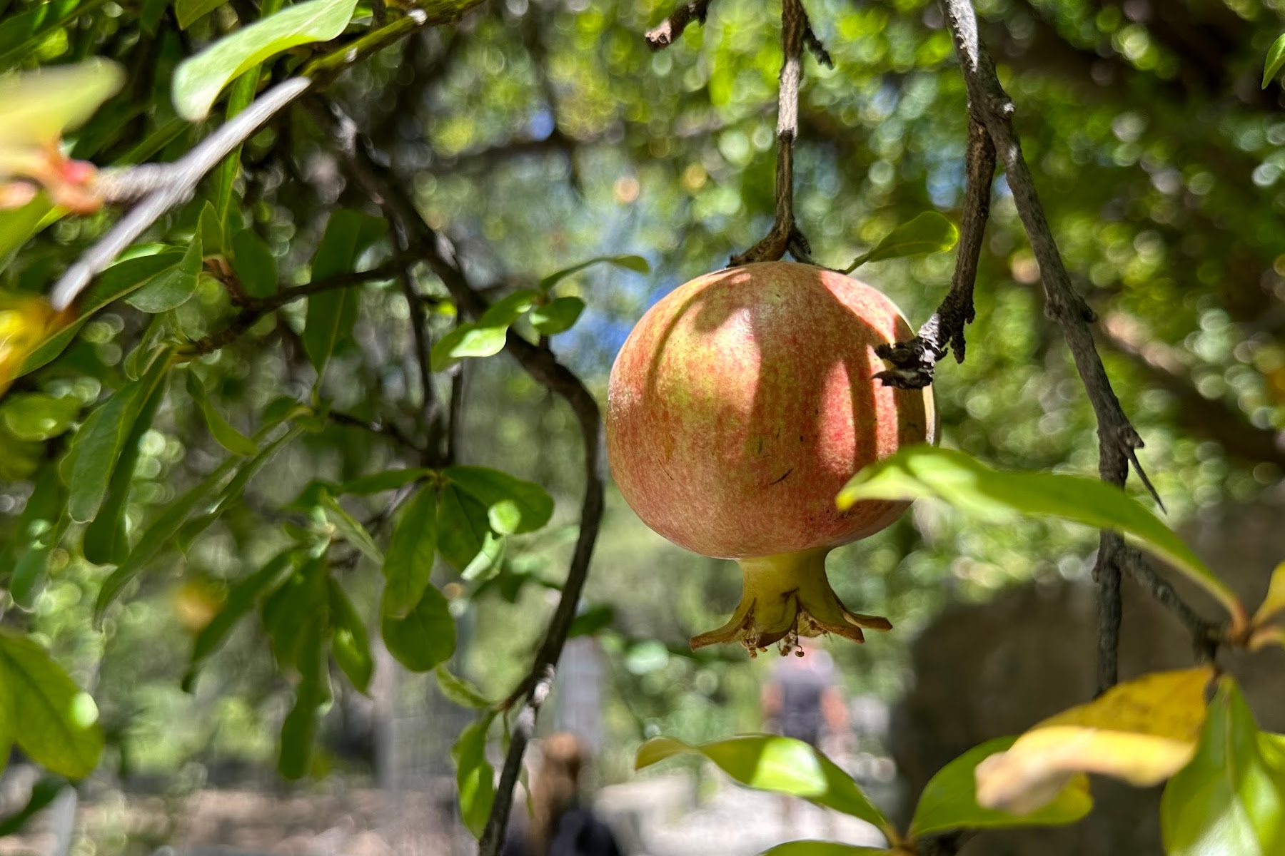 A pomegranate hanging in a tree