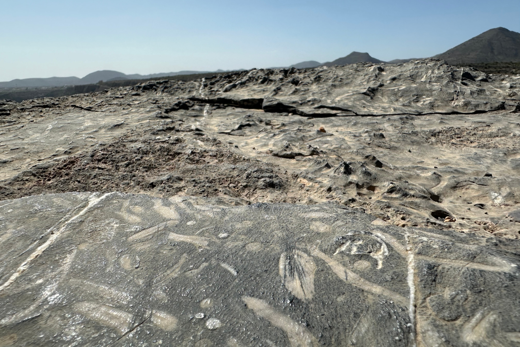 The outlines of sea fossils in rock that can be seen at Diana's Point on Jebel Akhdar
