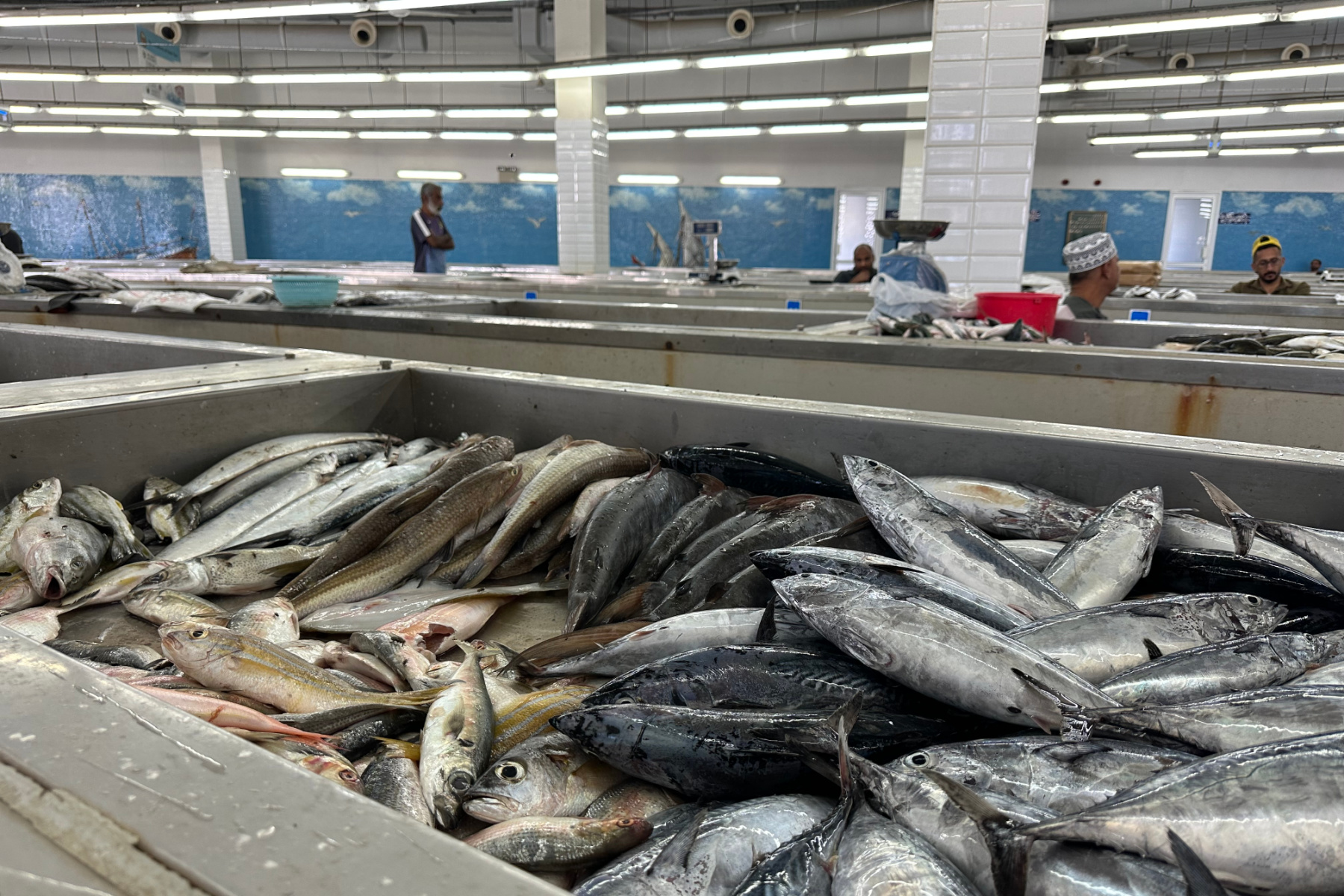 Fish in Muttrah fish market