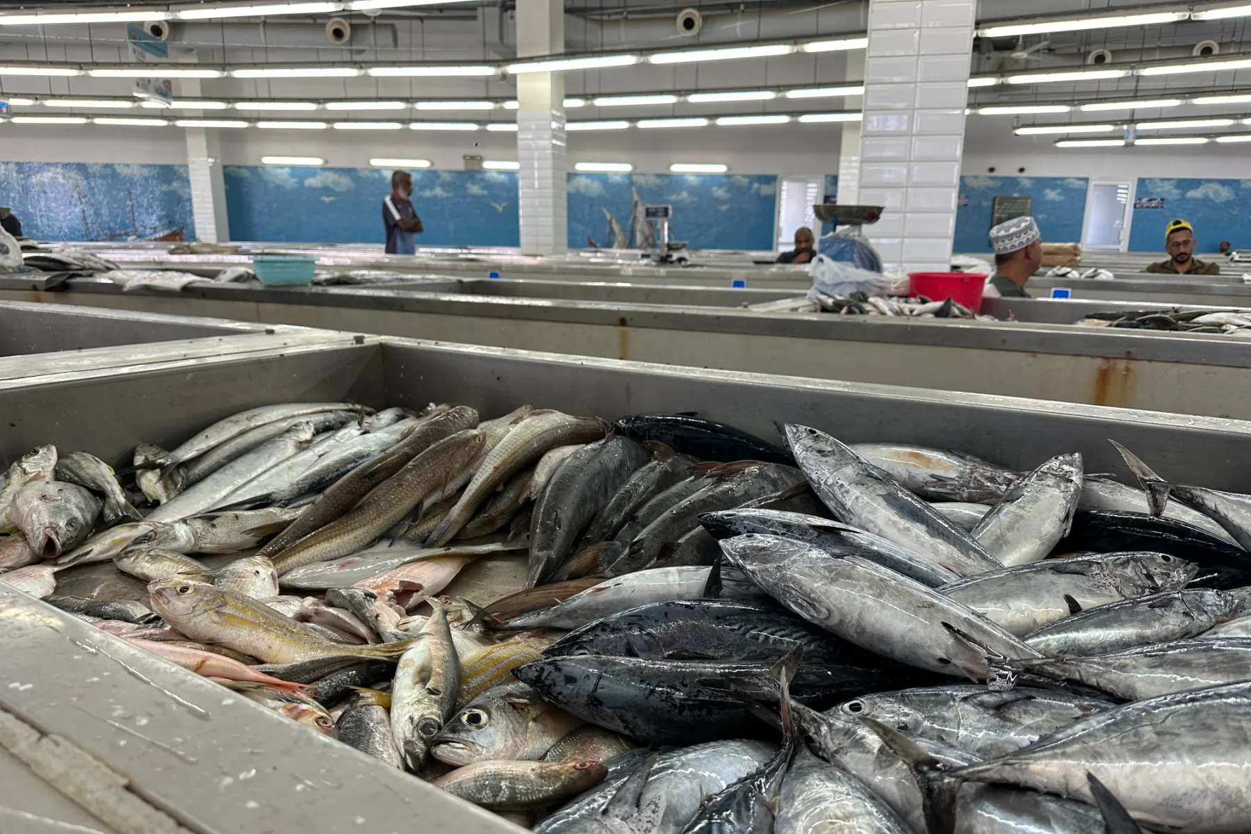 Fish in Muttrah fish market
