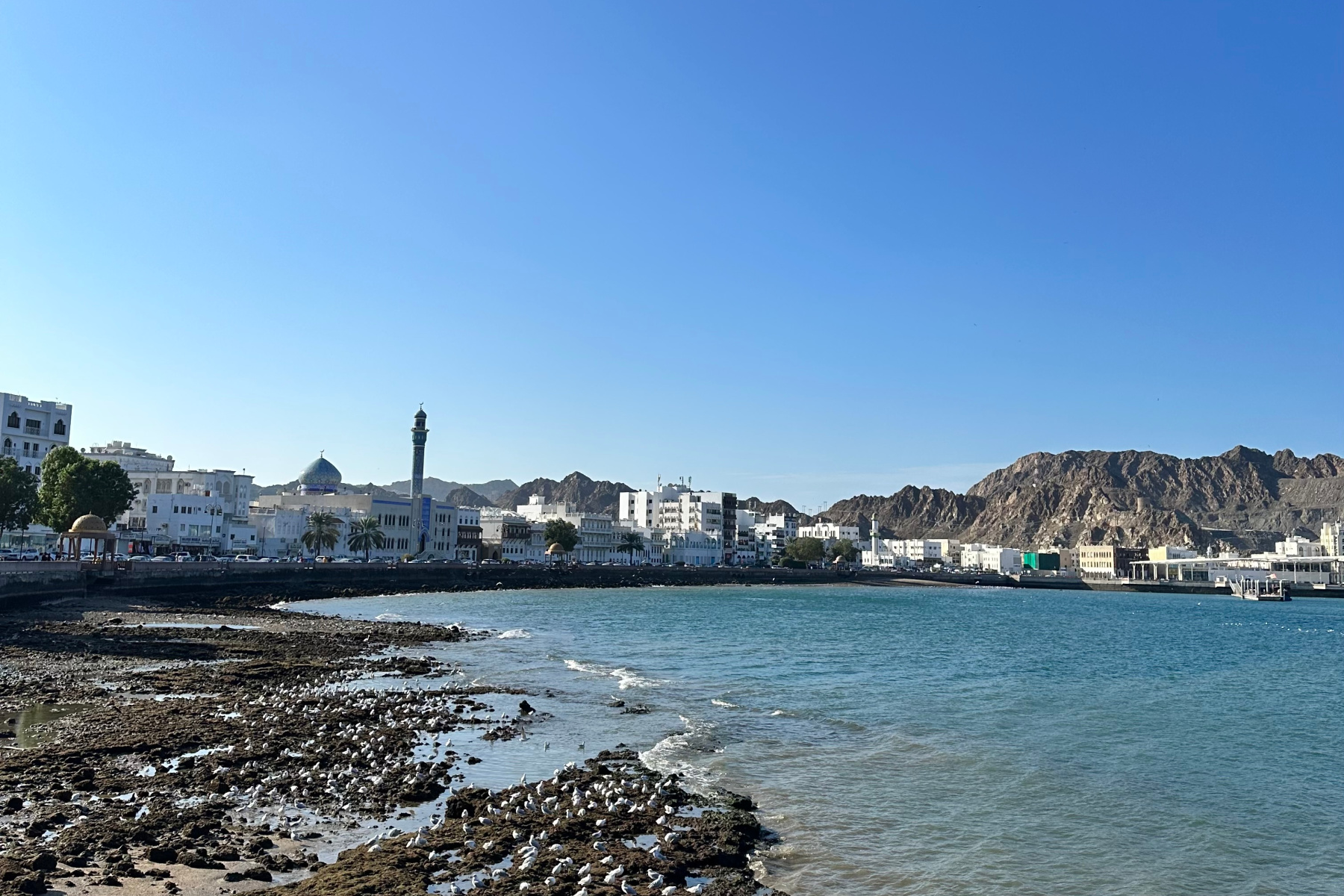 A view across Muttrah harbour towards the corniche and souq. It is low tide and there are sea birds sat on the exposed rocks