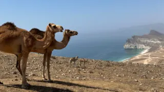 Camels on the cliffs above Iftalqoot Beach