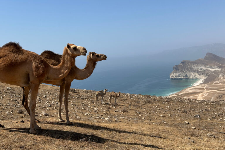 Camels on the cliffs above Iftalqoot Beach