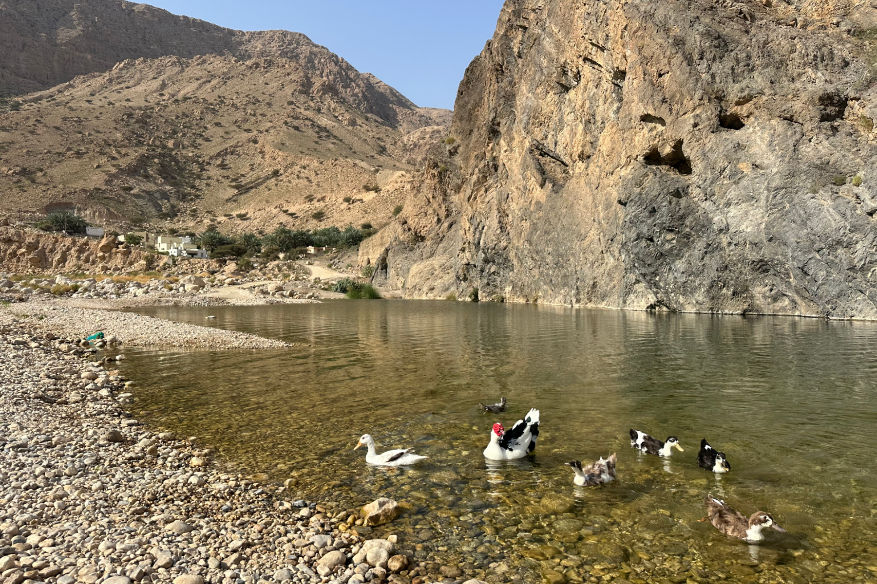 Ducks in the natural pool outside Wadi Al Arbeieen