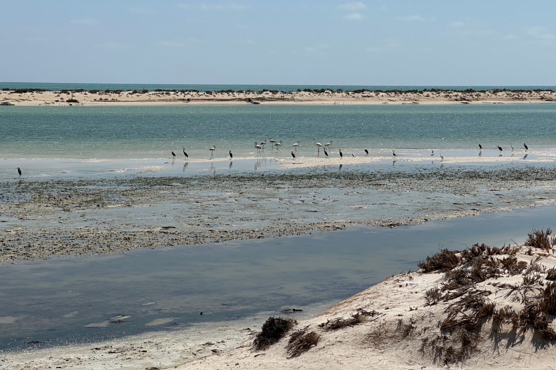 Flamingos in the lagoon Khahil