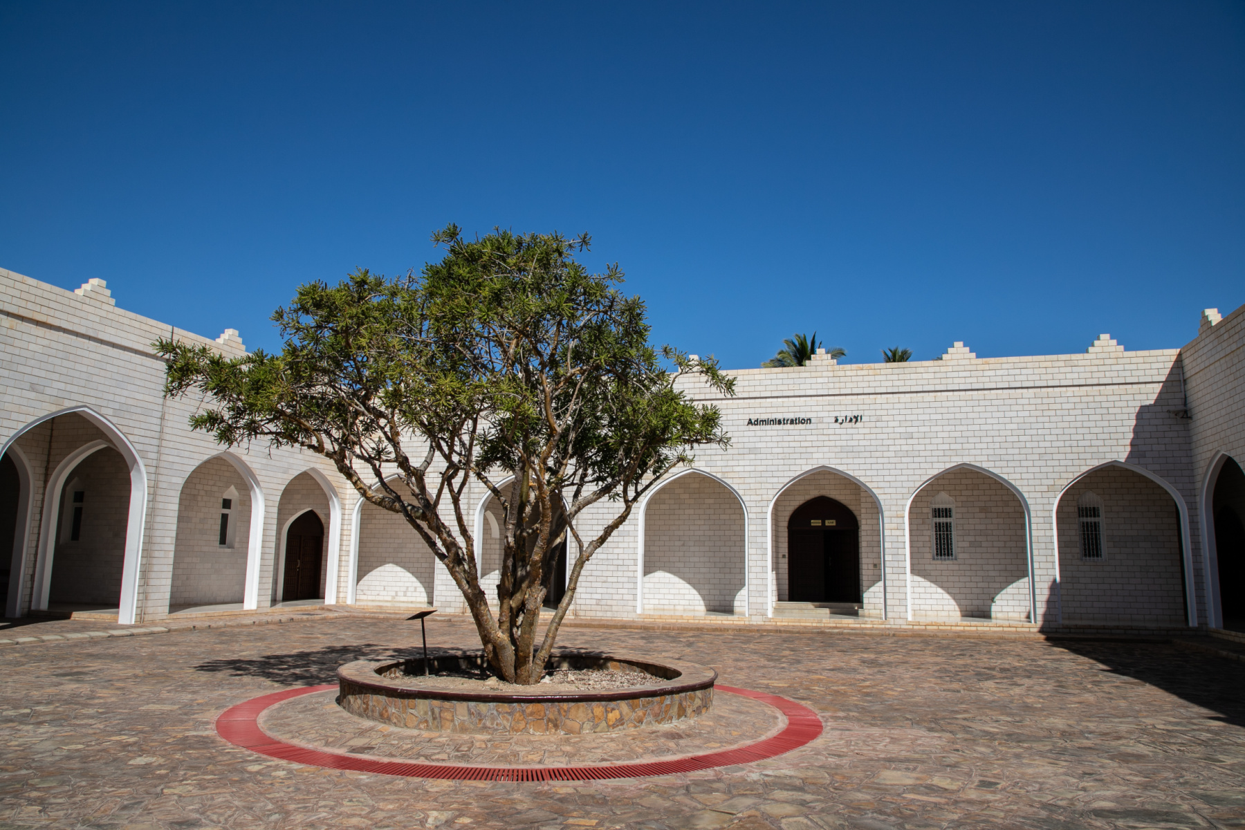Frankincense tree in the middle of a courtyard in the Museum of Frankincense in Salalah